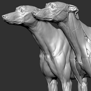 Dog Anatomy Canine Ecorche