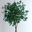 realistic schefflera plant tree max