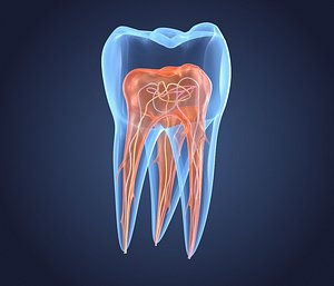 Transparent tooth. 3d model of endodontics inner structure