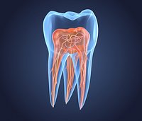 Transparent tooth. 3d model of endodontics inner structure