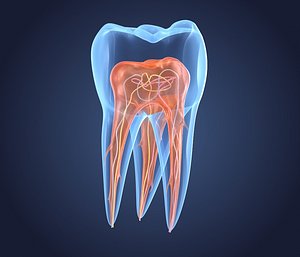 Transparent tooth. 3d model of endodontics inner structure