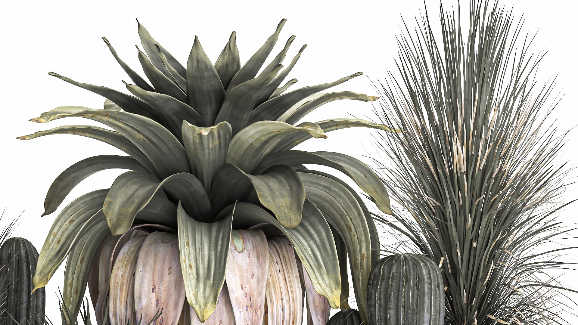 3D Cactus set in a concrete flowerpot for the interior 1100 model https://p.turbosquid.com/ts-thumb/K9/gSijqF/V5/1cactusset1401202207/jpg/1642253653/1920x1080/fit_q87/9f41803d6e76857be68b49baf8261596191a318c/1cactusset1401202207.jpg