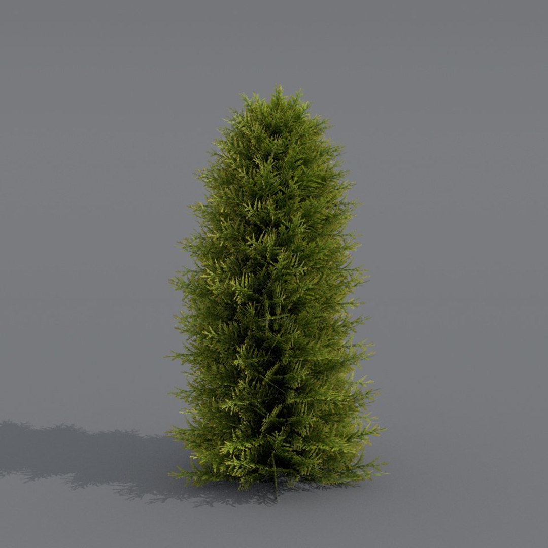 Thuja Model - TurboSquid 1288958