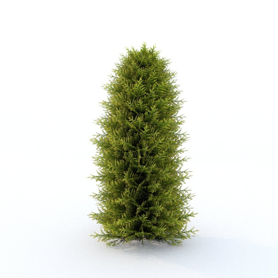 Thuja Model - TurboSquid 1288958
