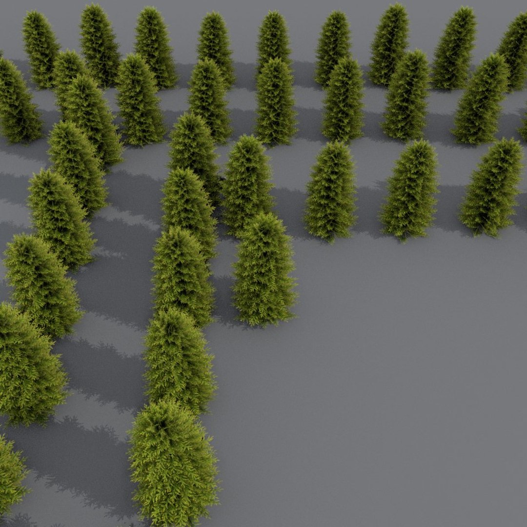 Thuja Model - TurboSquid 1288958