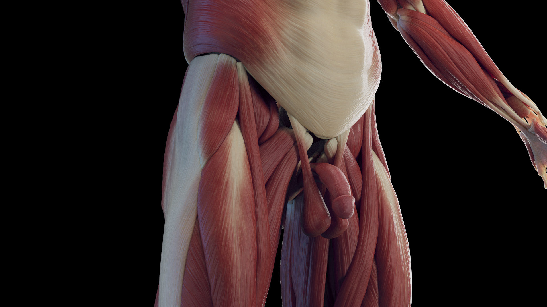 3D Male Body Skeleton and Muscles Static model https://p.turbosquid.com/ts-thumb/K9/oRfuIx/0R/male_tt_muscles_04f/jpg/1673890173/1920x1080/turn_fit_q99/6b63da2d8d09e2b297d8cef3832cd9aac93d4692/male_tt_muscles_04f-1.jpg