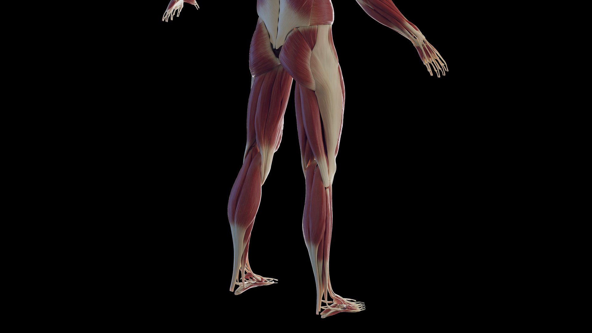 3D Male Body Skeleton and Muscles Static model https://p.turbosquid.com/ts-thumb/K9/oRfuIx/2N/male_muscles0007/jpg/1673890619/1920x1080/fit_q87/ba94b13d51c649c6d0e37de2f81ffa60917074ba/male_muscles0007.jpg