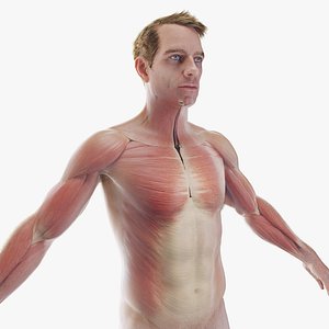 10,979 Ripped Arms Images, Stock Photos, 3D objects, & Vectors