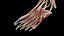 Male Body Skeleton and Muscles Static