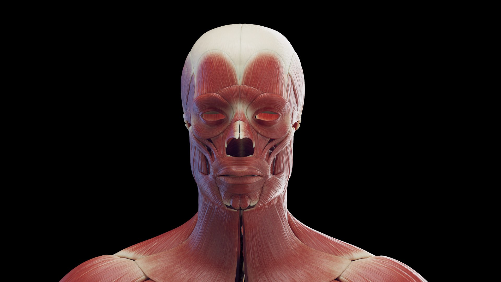 3D Male Body Skeleton and Muscles Static model https://p.turbosquid.com/ts-thumb/K9/oRfuIx/FR/male_muscles0001/jpg/1673890617/1920x1080/fit_q87/be81983e2a1e2d356a63bdbde34147ff16d03613/male_muscles0001.jpg