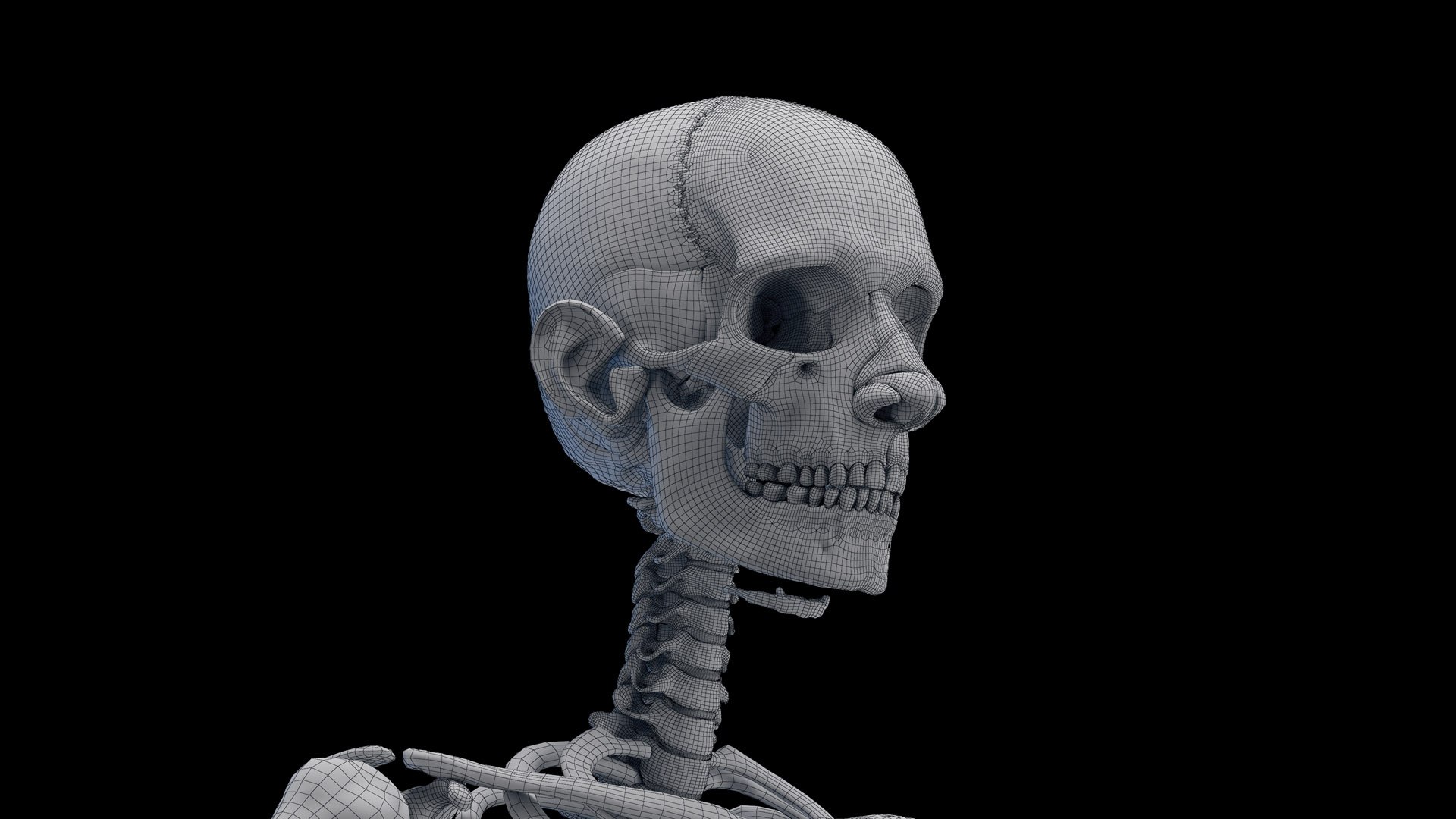 3D Male Body Skeleton and Muscles Static model https://p.turbosquid.com/ts-thumb/K9/oRfuIx/Fg/male_skeleton_wire0000/jpg/1673891339/1920x1080/fit_q87/385b9d45323299d22b586679072ebf57537ccc6d/male_skeleton_wire0000.jpg