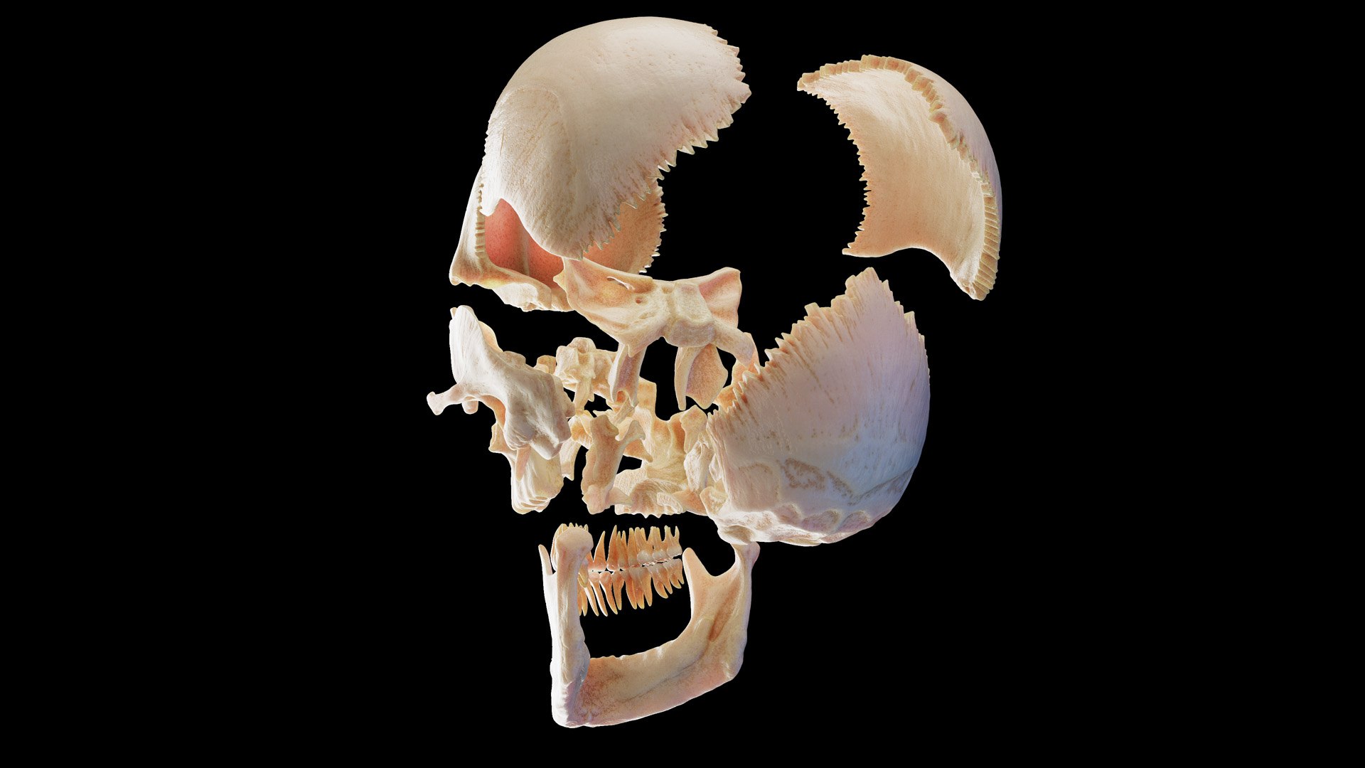 3D Male Body Skeleton and Muscles Static model https://p.turbosquid.com/ts-thumb/K9/oRfuIx/Hz/anatomy_v2_male_ps_065/jpg/1673890593/1920x1080/fit_q87/199c040365c82790cb6540c087a6573f1a1939b8/anatomy_v2_male_ps_065.jpg