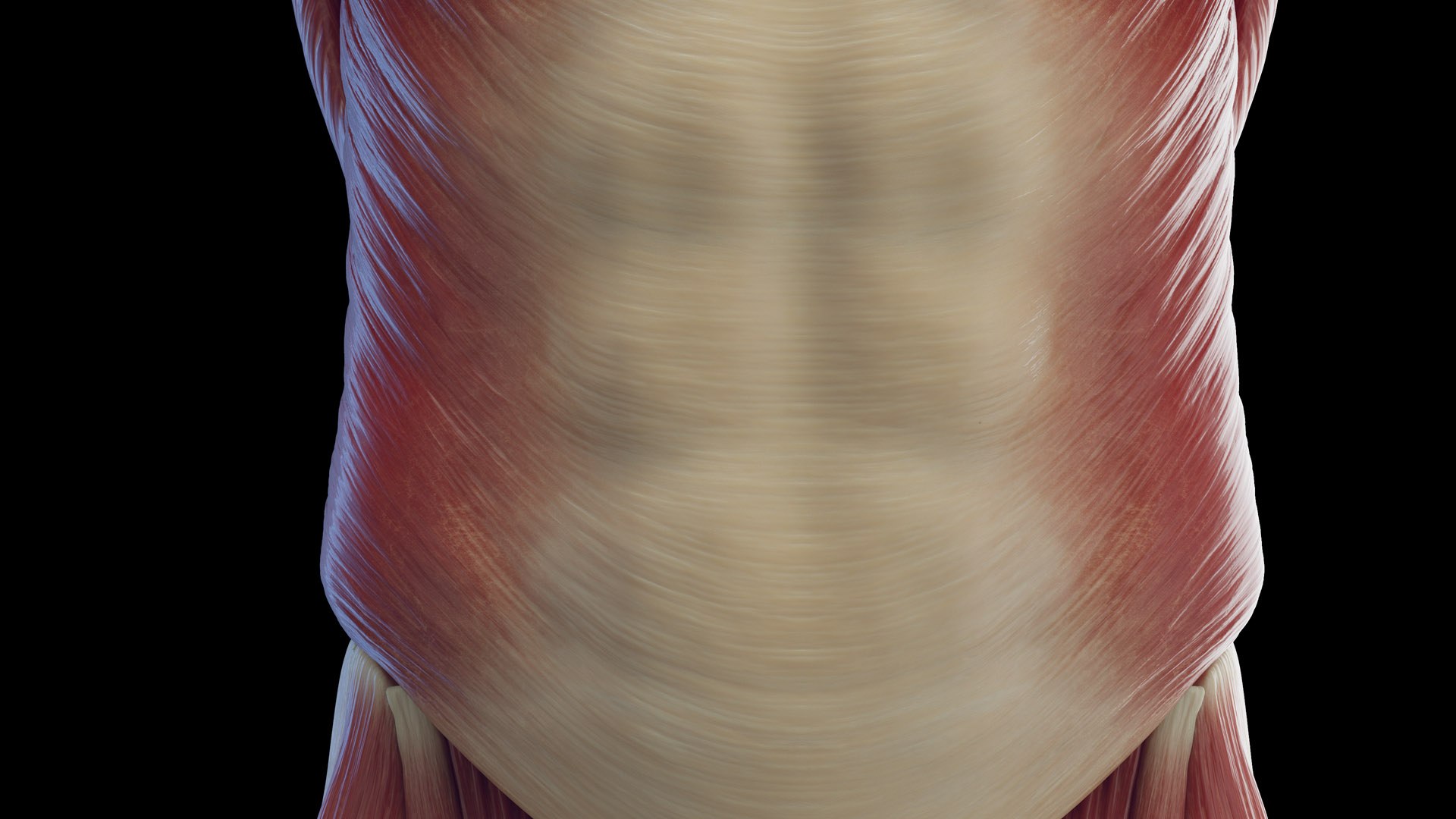 3D Male Body Skeleton and Muscles Static model https://p.turbosquid.com/ts-thumb/K9/oRfuIx/Jy/male_muscles0014/jpg/1673890616/1920x1080/fit_q87/5a535377ed249cc807d7aab1be753971b7c3eb5b/male_muscles0014.jpg