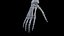 Male Body Skeleton and Muscles Static