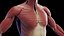 Male Body Skeleton and Muscles Static