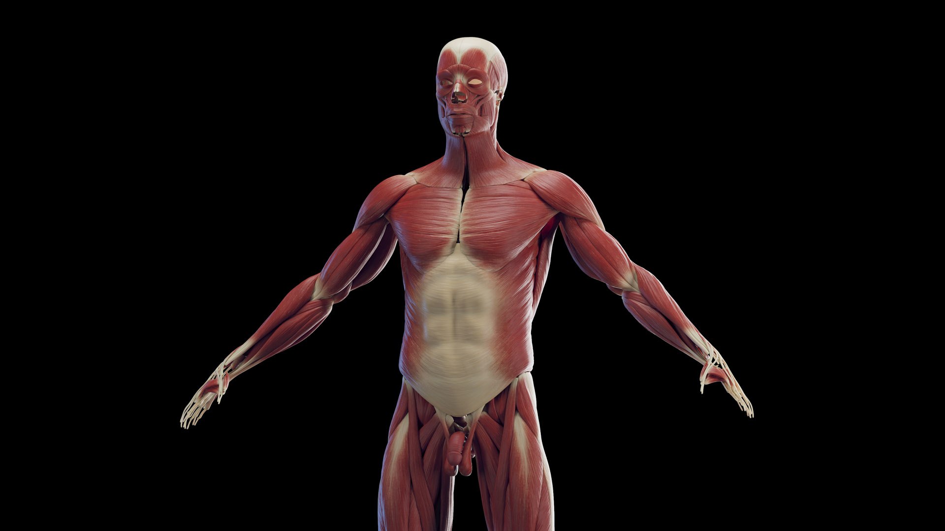 3D Male Body Skeleton and Muscles Static model https://p.turbosquid.com/ts-thumb/K9/oRfuIx/QJ/male_muscles0004/jpg/1673890618/1920x1080/fit_q87/6e8f61f049838462554c45a1ffde1a37cdc5c096/male_muscles0004.jpg