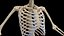 Male Body Skeleton and Muscles Static