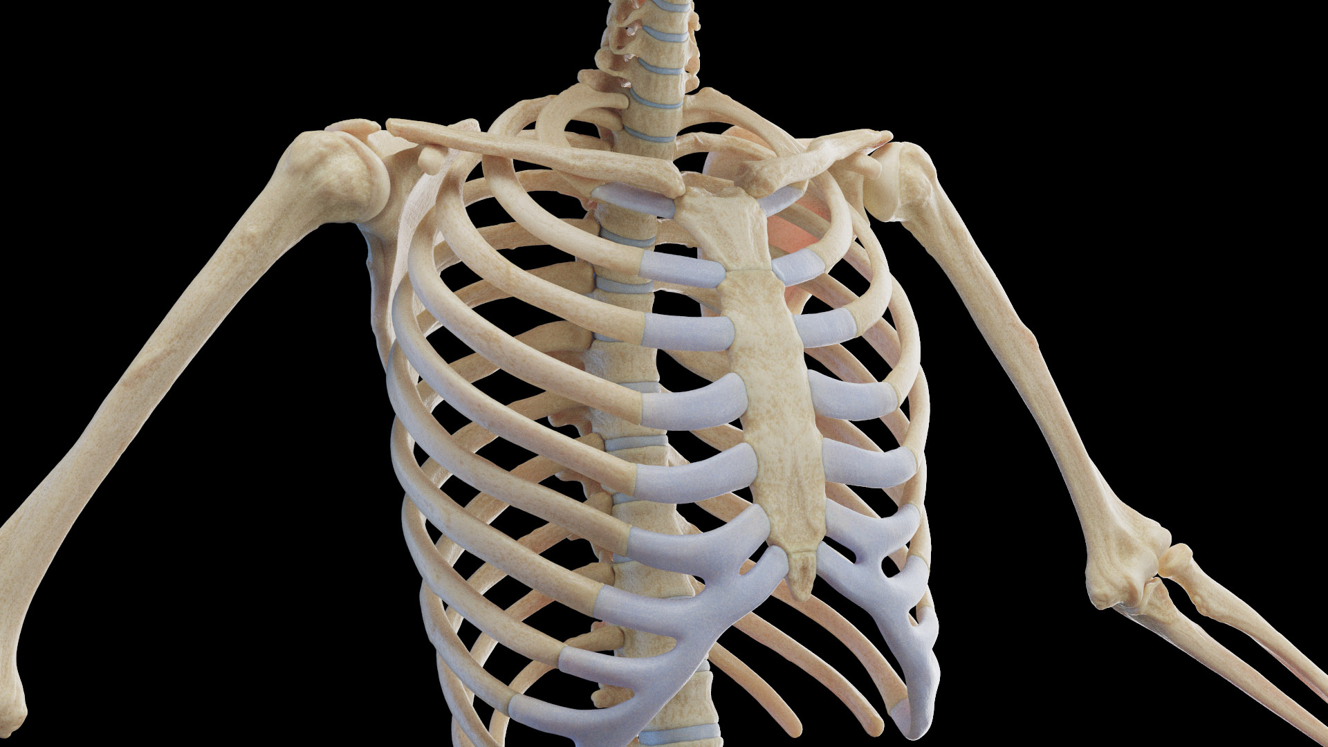 3D Male Body Skeleton and Muscles Static model https://p.turbosquid.com/ts-thumb/K9/oRfuIx/Tr/male_tt_skeleton_03f/jpg/1673890018/1920x1080/turn_fit_q99/4bf4c3e6dd0310ef9498567a1504aee3c01b08a9/male_tt_skeleton_03f-1.jpg