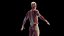 Male Body Skeleton and Muscles Static