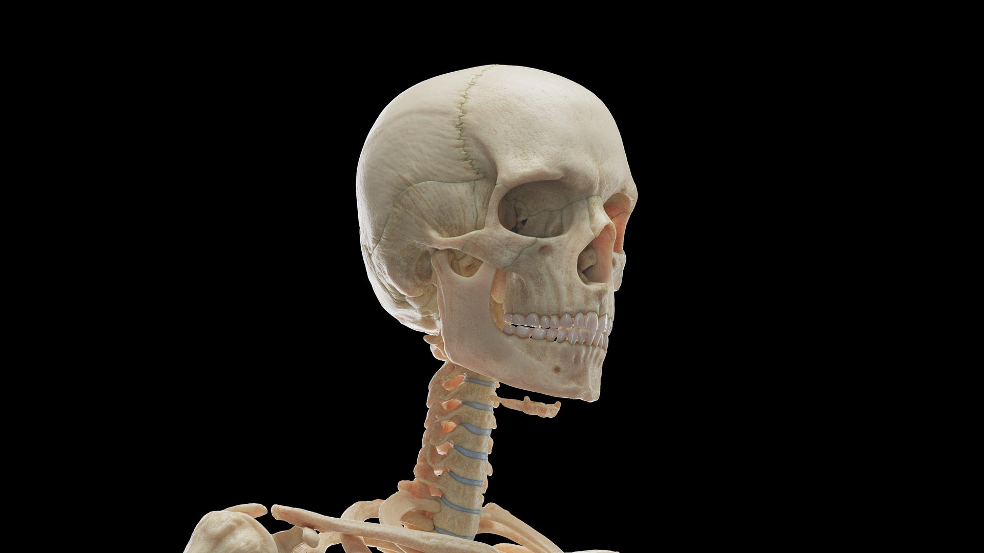 3D Male Body Skeleton and Muscles Static model https://p.turbosquid.com/ts-thumb/K9/oRfuIx/Xk/male_skeleton0000/jpg/1673890559/1920x1080/fit_q87/7c88e3e5b2ff926d57e8df26bc70e5de09c1c6a9/male_skeleton0000.jpg
