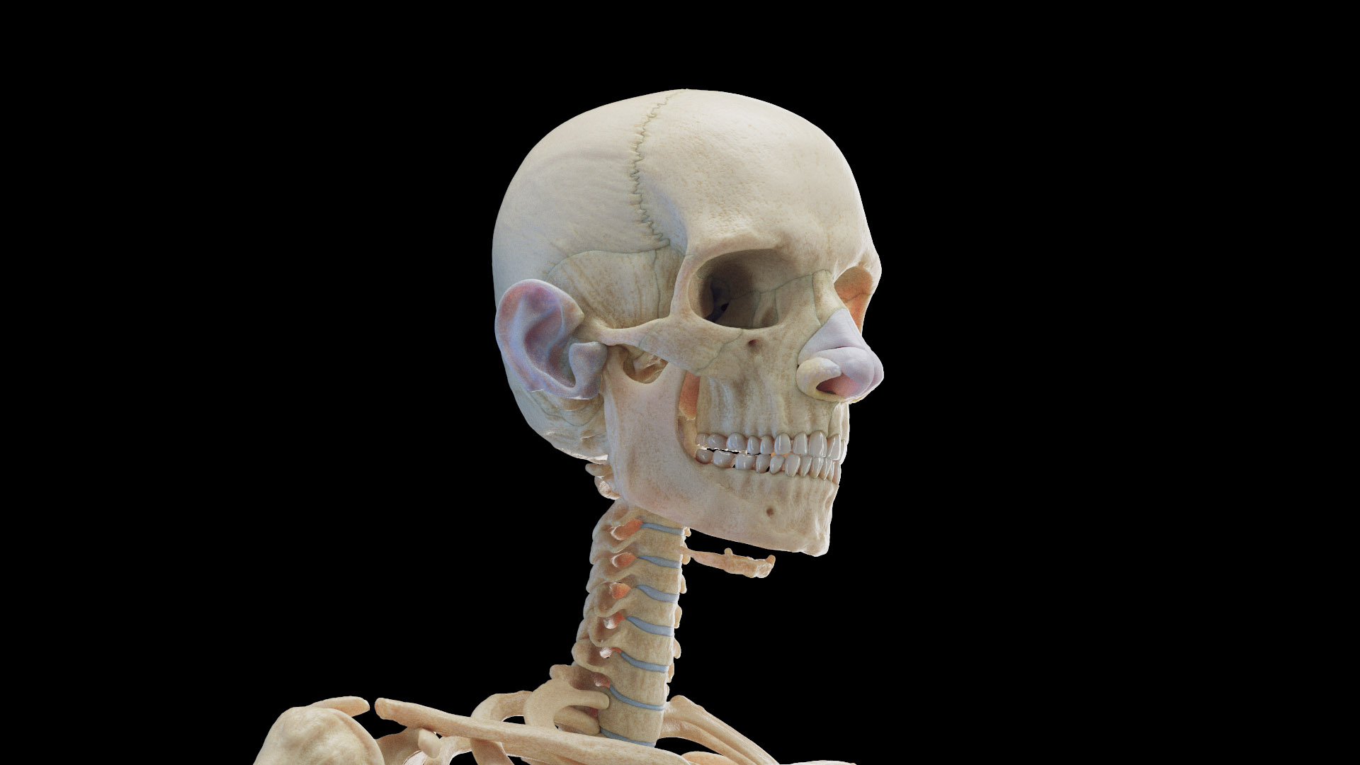 3D Male Body Skeleton and Muscles Static model https://p.turbosquid.com/ts-thumb/K9/oRfuIx/da/male_tt_skeleton_01f/jpg/1673889995/1920x1080/turn_fit_q99/abd7940340b7aae8cafebb4f0e7ed7b145249f43/male_tt_skeleton_01f-1.jpg