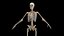 Male Body Skeleton and Muscles Static