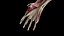 Male Body Skeleton and Muscles Static