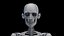 Male Body Skeleton and Muscles Static