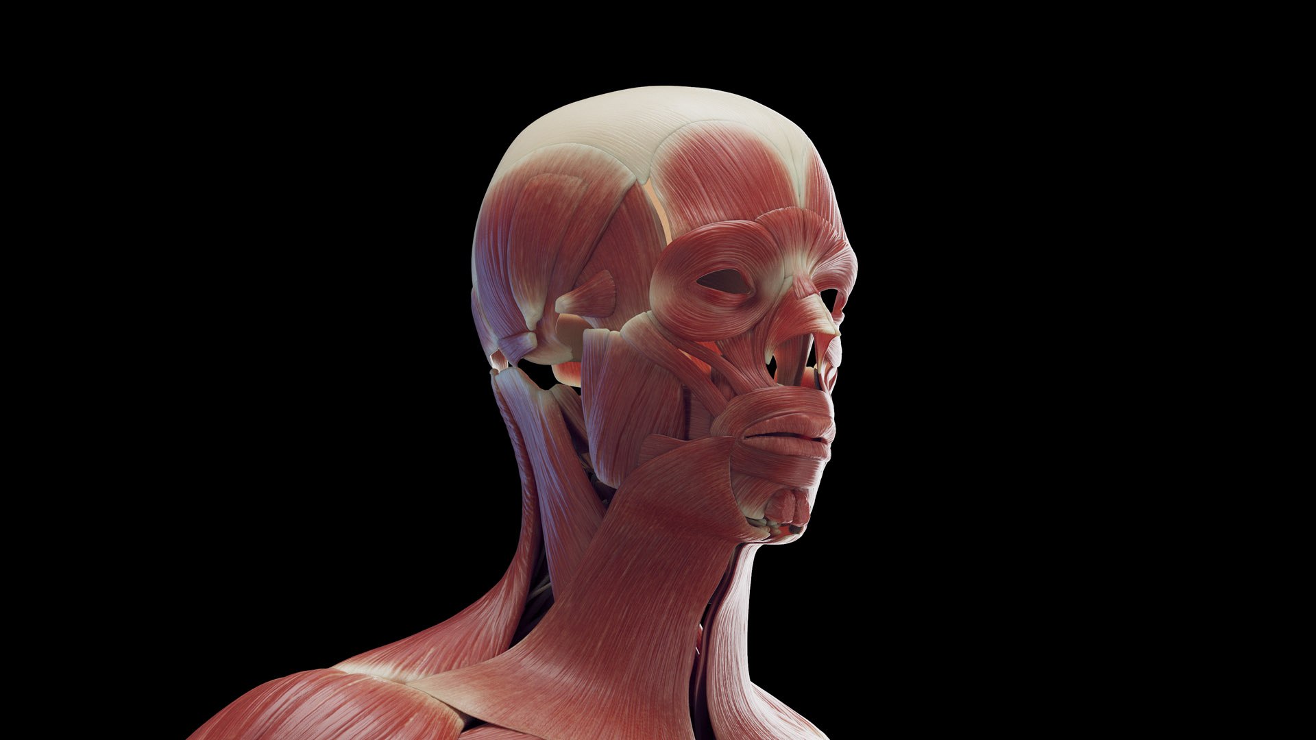 3D Male Body Skeleton and Muscles Static model https://p.turbosquid.com/ts-thumb/K9/oRfuIx/oq/male_muscles0000/jpg/1673890617/1920x1080/fit_q87/51b754f188ae0abc5612f0ea473b2b9cd62d9be9/male_muscles0000.jpg