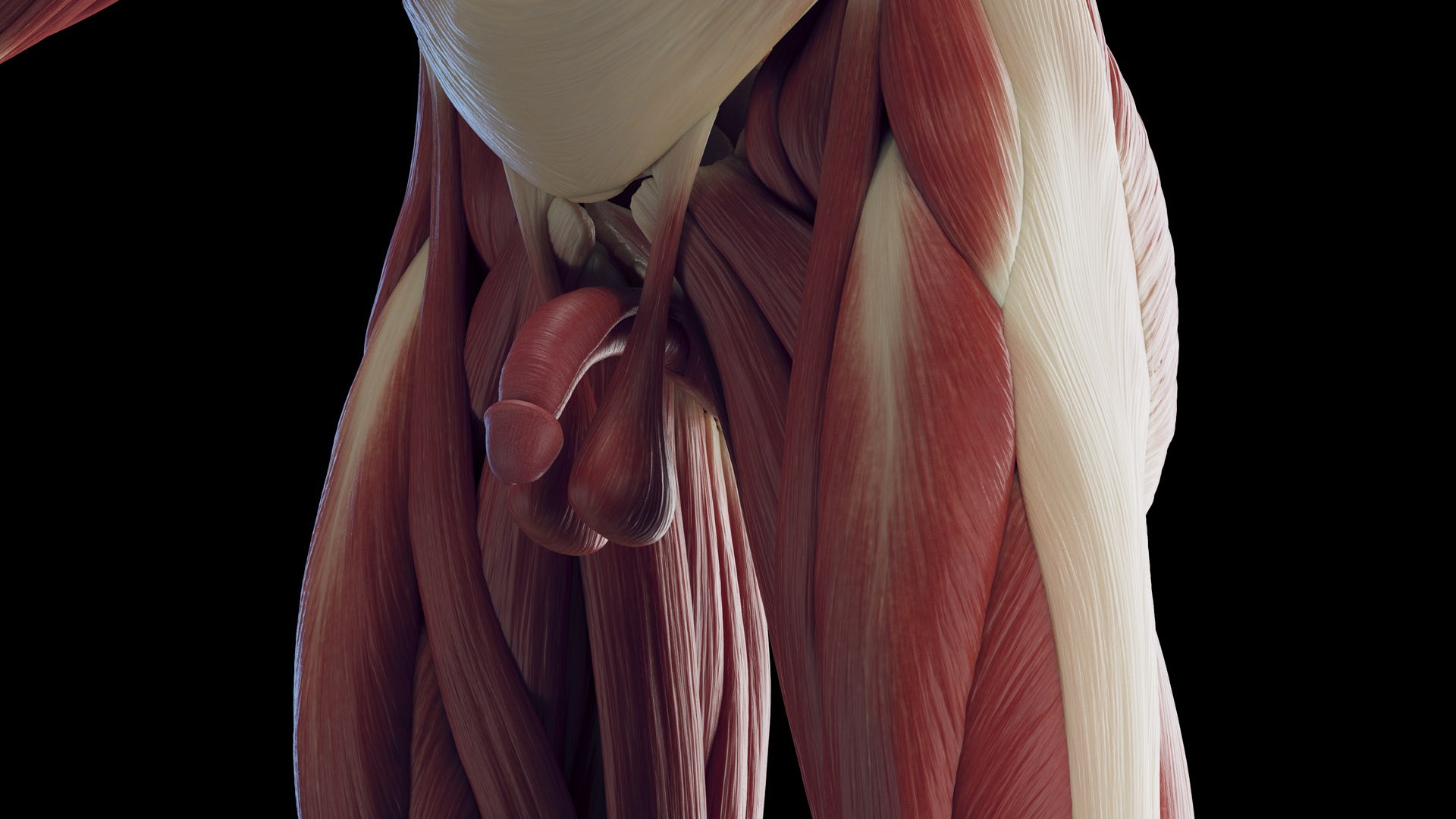 3D Male Body Skeleton and Muscles Static model https://p.turbosquid.com/ts-thumb/K9/oRfuIx/zi/male_muscles0011/jpg/1673890621/1920x1080/fit_q87/7d650922693fe0df6a064576793e667b389cb58d/male_muscles0011.jpg
