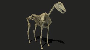 Skeleton Horse