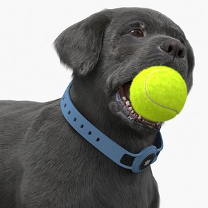 Black Labrador Puppy with Tennis Ball in Apple Dog Tracker Fur for Cinema 4D