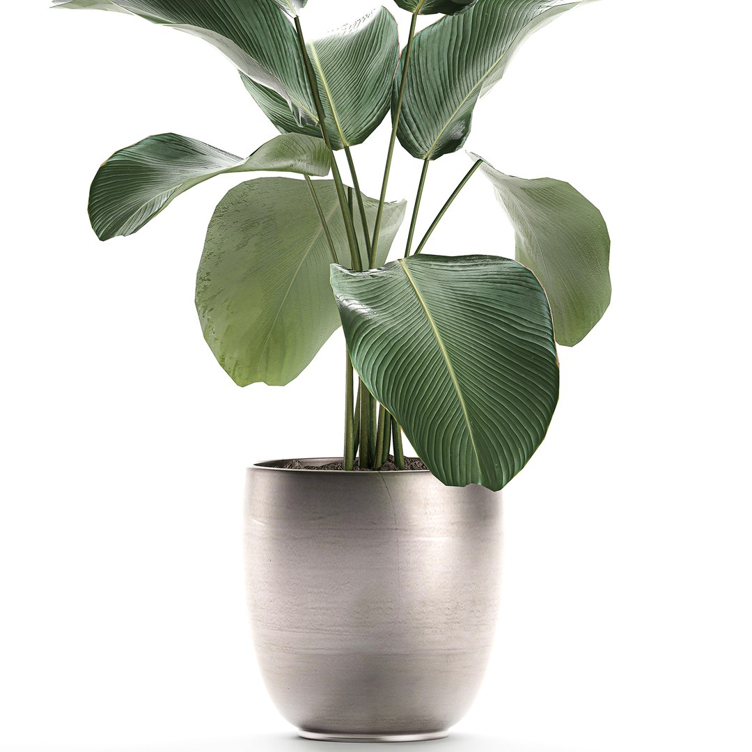 3D calathea lutea pot model https://p.turbosquid.com/ts-thumb/KA/3v2MnD/XOCUzg1m/calathea1508202003/jpg/1597509164/1920x1080/fit_q87/e9097ce7fd6e0d1298b62fd28442612e71755bfe/calathea1508202003.jpg