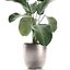 Calathea lutea 在锅中用于内部 683