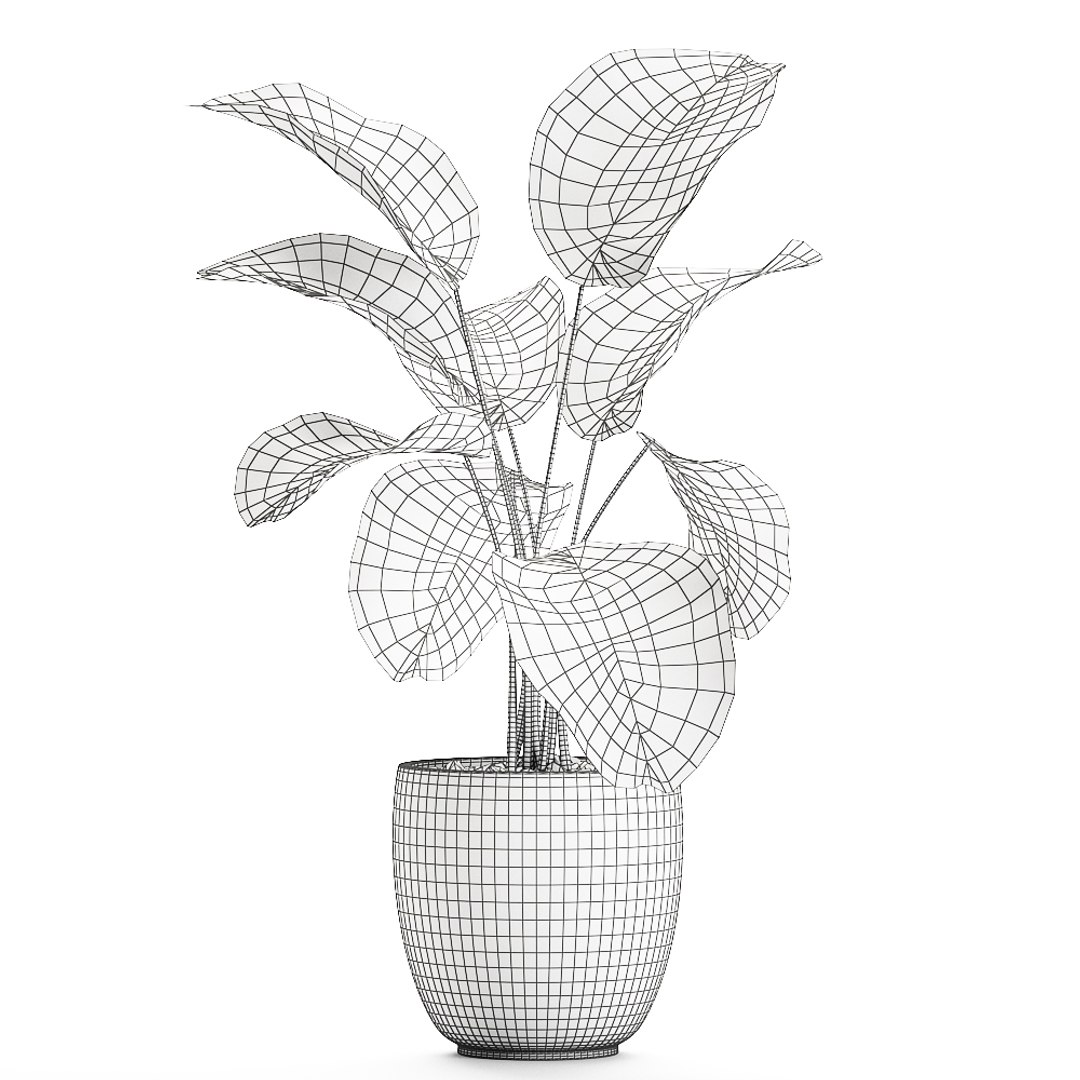 3D calathea lutea pot model https://p.turbosquid.com/ts-thumb/KA/3v2MnD/YcEXUcyZ/calathea1508202009/jpg/1597509164/1920x1080/fit_q87/26e8de28cbe1924478a7b96fa43aca4ad6480e2f/calathea1508202009.jpg