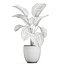 Calathea lutea 在锅中用于内部 683