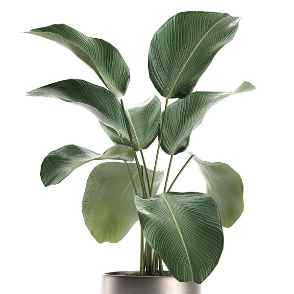 3D calathea lutea pot model - TurboSquid 1606577