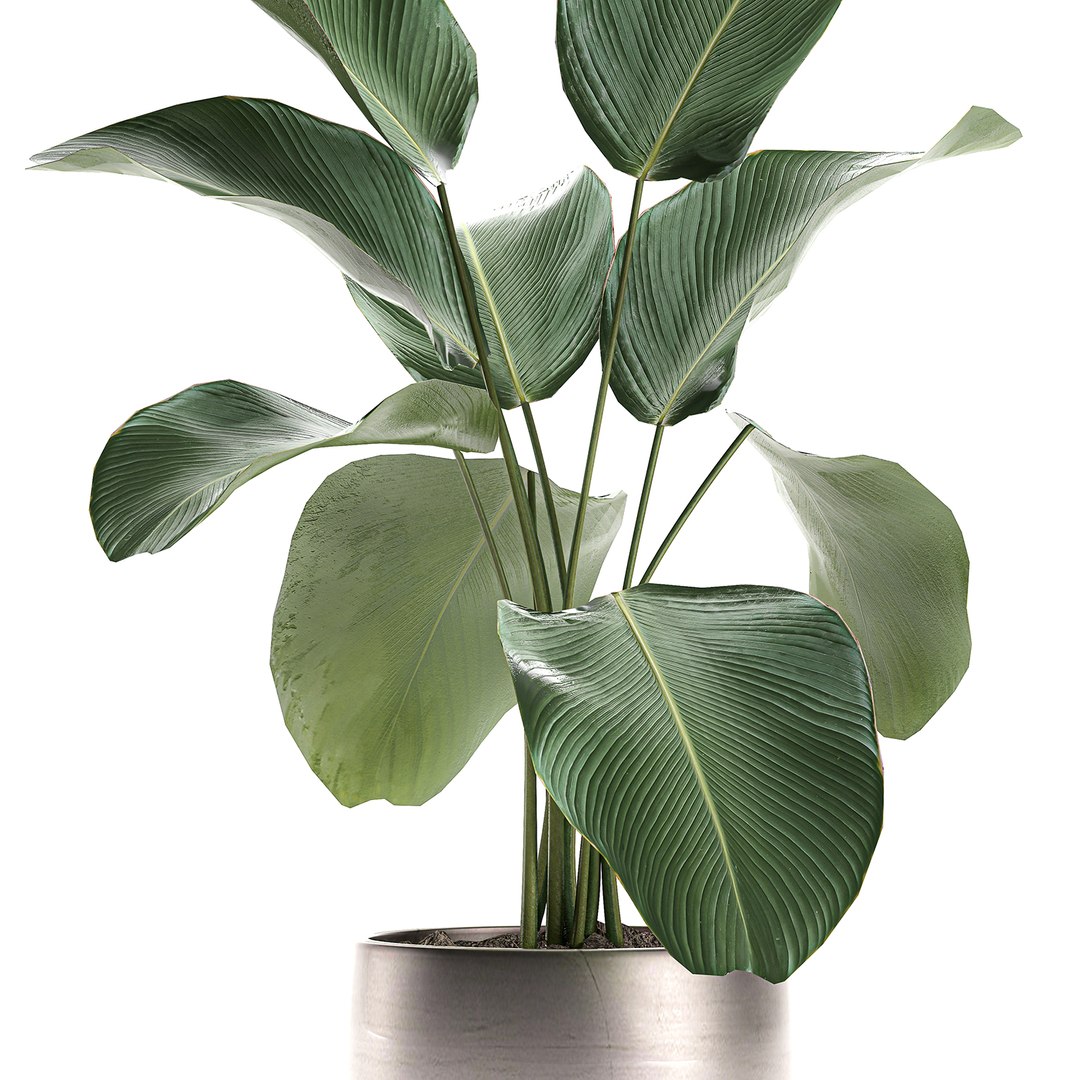 3D calathea lutea pot model https://p.turbosquid.com/ts-thumb/KA/3v2MnD/lCshi1RY/calathea1508202004/jpg/1597509164/1920x1080/fit_q87/1a1f2cebfe65bfcc77afc5a13fdee2d53bf57808/calathea1508202004.jpg