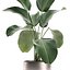 Calathea lutea 在锅中用于内部 683