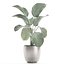 Calathea lutea 在锅中用于内部 683
