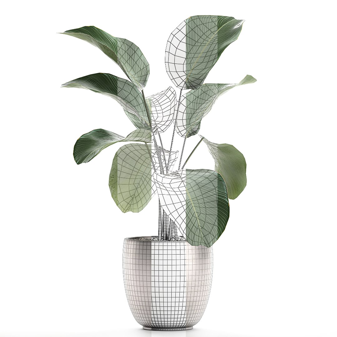 3D calathea lutea pot model https://p.turbosquid.com/ts-thumb/KA/3v2MnD/n3tnO4BW/calathea1508202007/jpg/1597509164/1920x1080/fit_q87/26ace4291d5a3ae40f64296ff5c29b429b6110ff/calathea1508202007.jpg