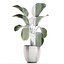 Calathea lutea 在锅中用于内部 683