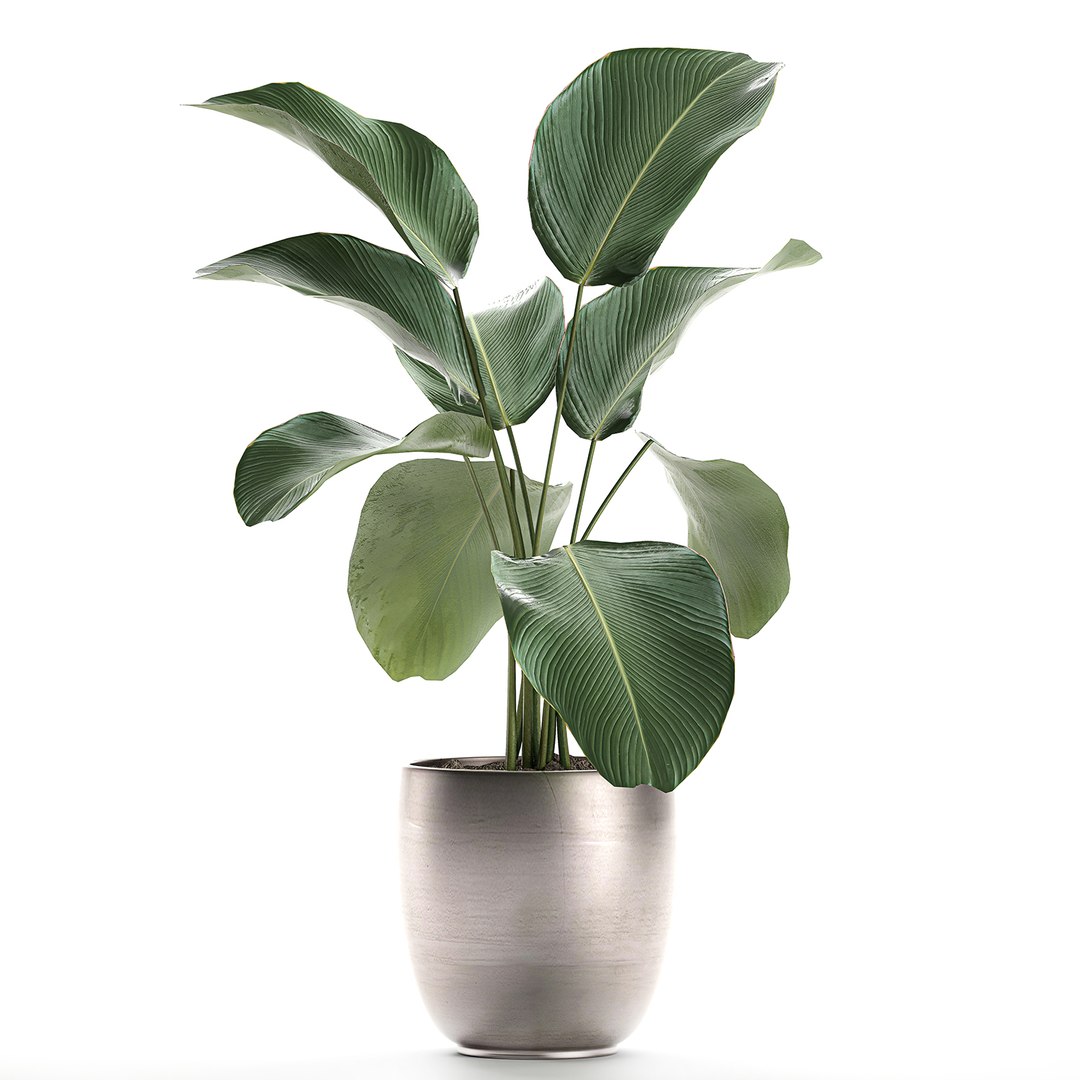 3D calathea lutea pot model https://p.turbosquid.com/ts-thumb/KA/3v2MnD/yJvGog2d/calathea1508202001/jpg/1597509164/1920x1080/fit_q87/c8b58419b7279d97bb6b4027f4627592c1012d38/calathea1508202001.jpg