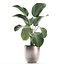 Calathea lutea 在锅中用于内部 683