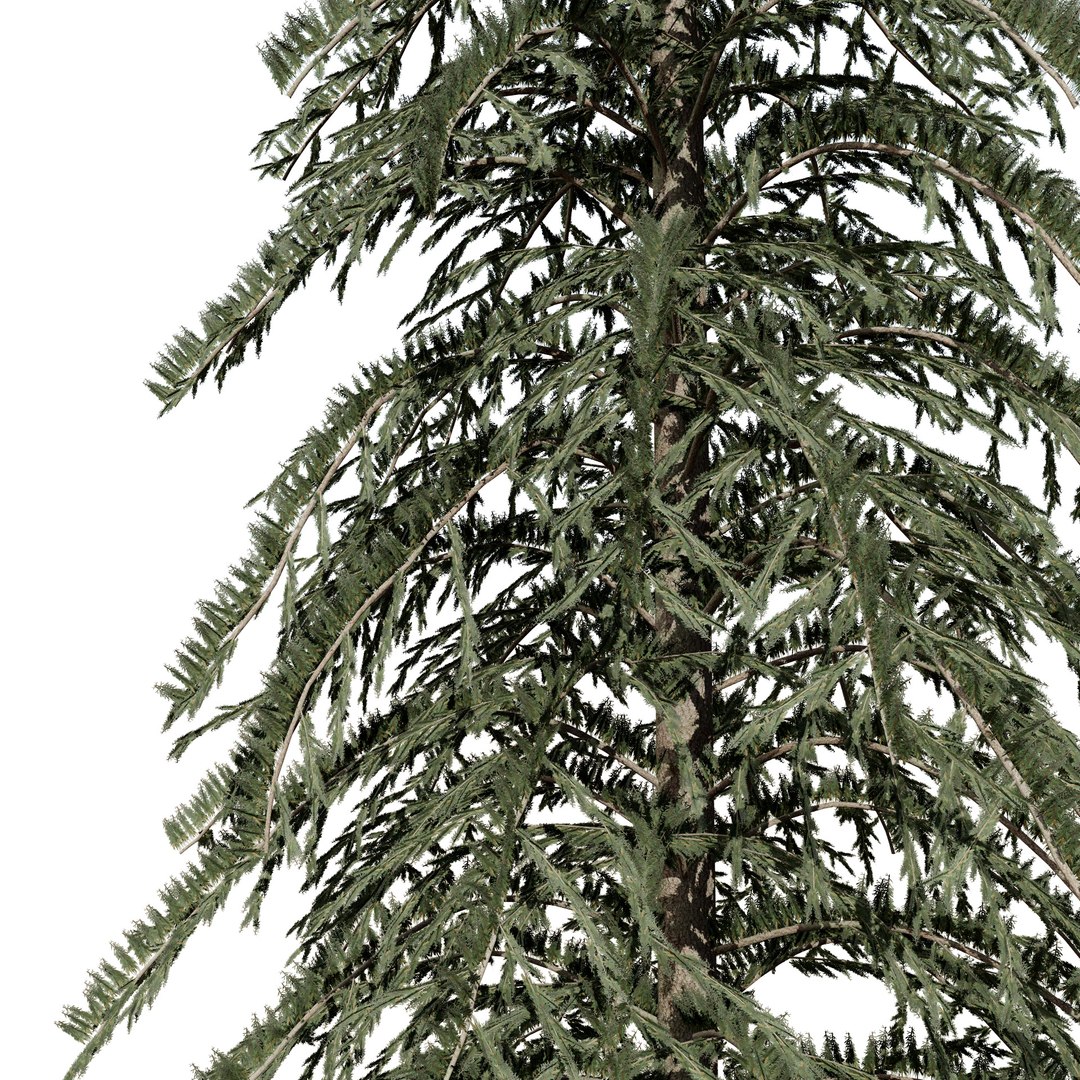 High-Detail Spruce Models 3D - TurboSquid 2264988