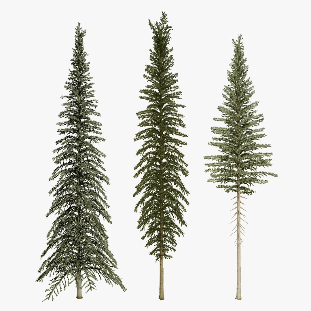 High-Detail Spruce Models 3D - TurboSquid 2264988