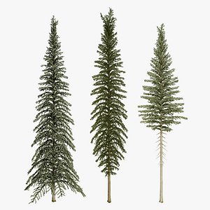 High-Detail Spruce Models 3D