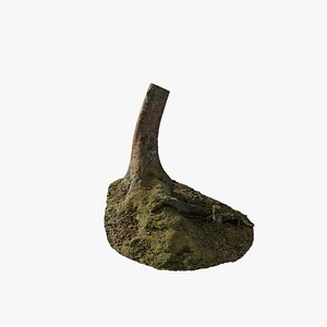 3D Anydrafts Betula albosinensis Trunk 03 model