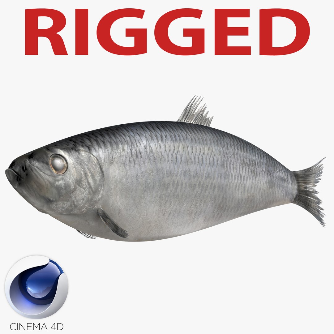 Herring Fish Rigged for Cinema 4D 3D model preview