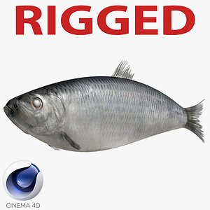 3d model herring fish rigged